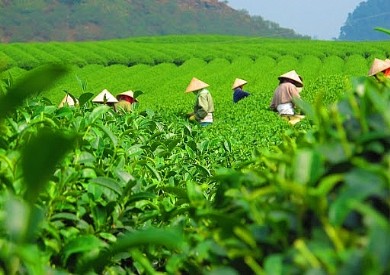 Hoàn thiện hệ thống quản trị quan hệ khách hàng trong các doanh nghiệp xuất khẩu chè Việt Nam